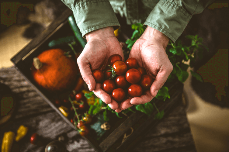 A person with a green jacket holds a handful of ripe red cherry tomatoes. In the background, there is a wooden crate containing a pumpkin, zucchinis, and other vegetables, along with some greenery.