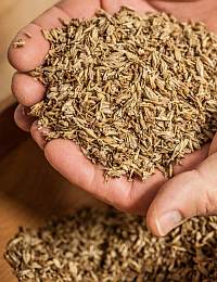 A close-up of a hand holding a large quantity of dried barley grains. More barley is seen below the hand, partially visible. The grains have a light brown color, and the texture of the husks is prominent. The background is blurred, focusing attention on the barley.