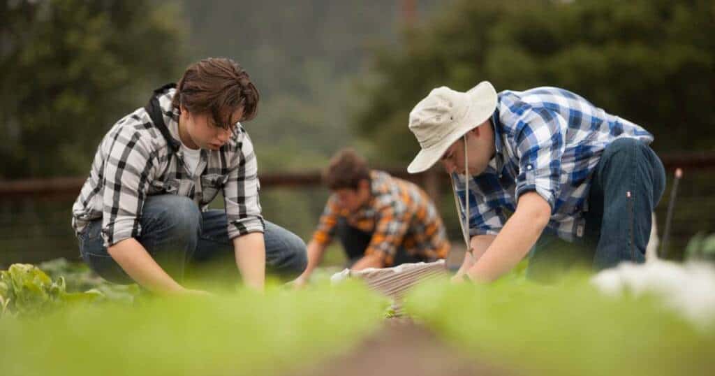 Three people, dressed in casual clothes and hats, are working closely in a garden or field. They are bent over, tending to green plants. The background is blurred, showing more greenery. The atmosphere is one of concentration and teamwork.