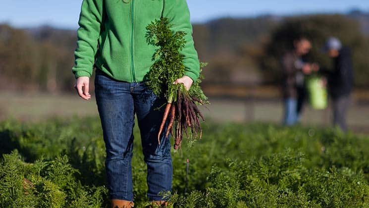 A person in a green jacket and jeans holds a bunch of freshly picked carrots with greens attached, standing in a field of carrot plants. In the background, two other individuals are conversing, with out-of-focus trees and sky.