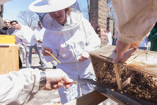 A group of people, some in white protective beekeeping suits, observe and work with an open wooden bee box filled with bees. One person is holding a frame from the bee box, while another person is using a tool to manage the bees.