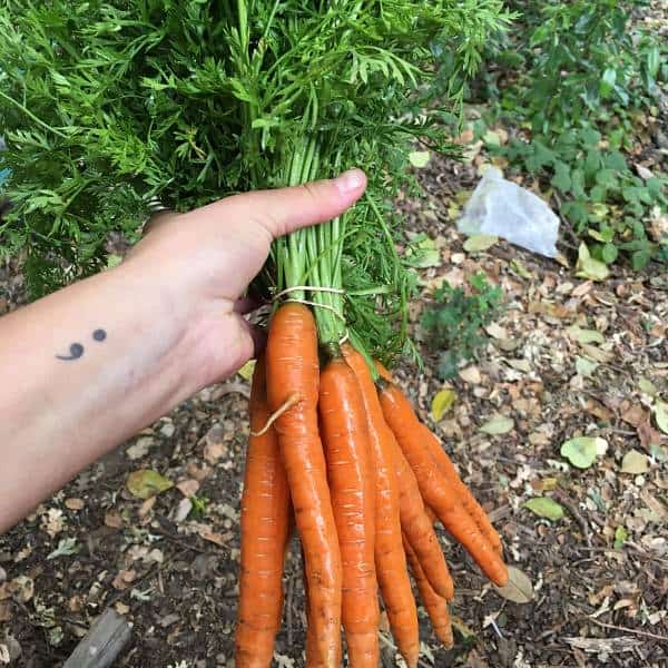 farm to table carrots