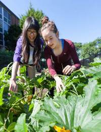 Two people are tending to a lush garden. They are crouched down, examining the green plants and foliage. Sunlight illuminates the scene, and a building is visible in the background. They appear to be engrossed in their gardening activity on a bright, clear day.